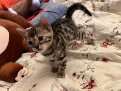 Bengal kitten for sell (6 weeks old )