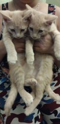 Twin kittens