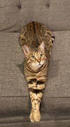 Bengal For Sale