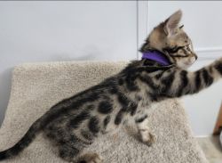 Brown rosetted bengal male kitten available