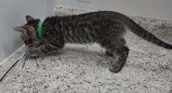 Brown spotted bengal male kitten available