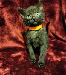Black Melanistic bengal kitten available