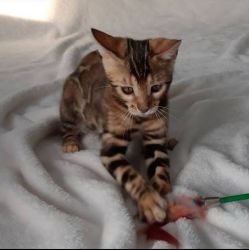 Exotic Bengal kittens for sale