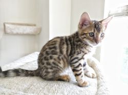 Cute Bengal Kitten