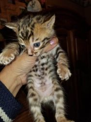 F5's reg Bengal kittens for sale