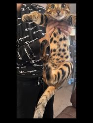 Selling my 5month old bengal