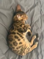 Bengal Kitten Cat Male 11 Weeks Old