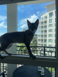 Bengal Kitten For sale