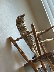 10 month Bengal kitten for sale
