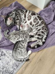 Silver/snow Bengal kitten