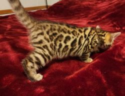 Brown rosetted bengal kittens available