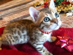 Bengal Kittens Ready for Christmas