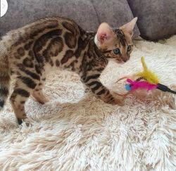 Exotic Bengal kittens for sale.