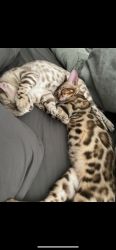 1 female snow bengal and 1 rosette male bengal