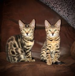 2yr old bengal cats for sale