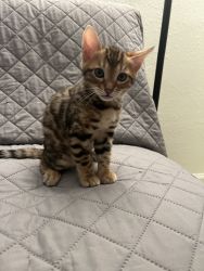 3 months old bengal cat