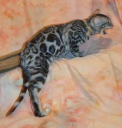ADOPTED- Male Silver Rosetted/Glittered Pelt Bengal Kitten