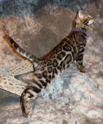 ADOPTED-Female Brown Rosette/Glitter Bengal Kitten