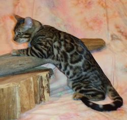 ADOPTED- Male Brown Rosetted/Glittered Bengal Kitten
