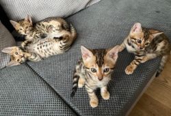 Stunning Pure Bengal Kittens