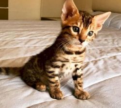 Bengal available for a new home.