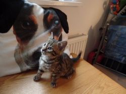Outstanding Tica Reg Rosetted Bengal Kittens for sale