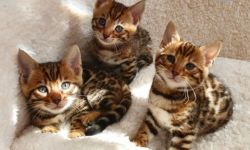 Bengal Kittens Ready Now