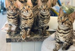 Cute Bengal Kittens Available Now