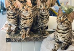 Cute Bengal Kittens Available Now