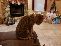 9 year old bengal cat free to good home