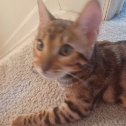 Blueberry the Bengal