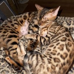 2 TICA Bengal Kittens
