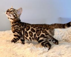 Bengal kitty