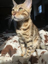 Bengal looking for new home