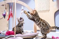 3 Beautiful Pure Bengal Rosetted Kittens For Sale
