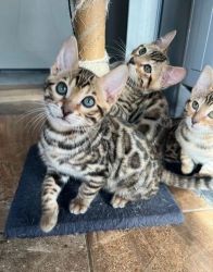 3 Beautiful Pure Bengal Kittens For Sale