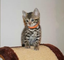 Cutest male and female Bengal Kittens Available for sale