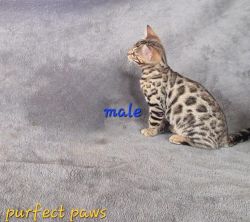 Purebred pedigree Bengal Kittens! Now ready for their furever home.