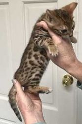 BENGAL KITTENS BROWN SPOTTED CHAMPION BLOOD LINES