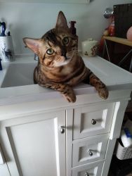 Selling my Bengal