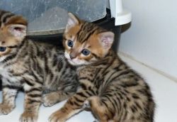 Brown Spotted Male and Female Bengal Kittens