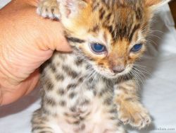 Stunning Bengal Kittens pet available