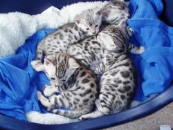 Stunning Homebred Bengal Kittens Various Colours and Patterns