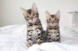 Baby Bengal Kittens
