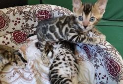 Bengals kittens