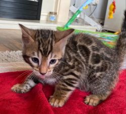 Bengal Kittens Available for sale