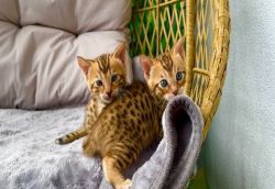 Bengal Pedigree Kittens