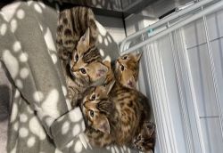 Stunning Bengal Kittens