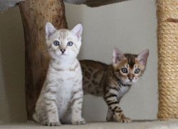 BEAUTIFUL BENGAL MALE AND FEMALE KITTENS FOR SALE