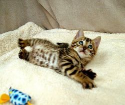 SWEET BENGAL KITTENS FOR SALE OR ADOPTION NOW